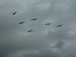 El Capitain State Beach Pelicans
