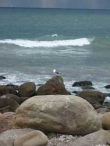 El Capitain State Beach waves and seagull