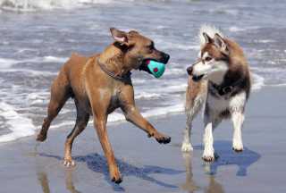 Huntington Beach Dog Beach