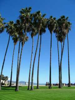 Dana Point Doheny Palms