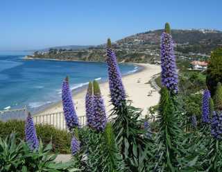 Dana Point Salt Creek Beach