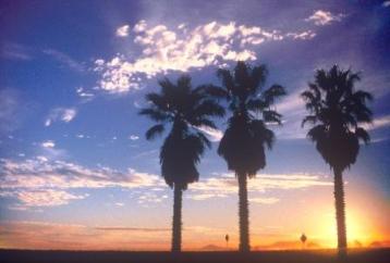 Palms and sunset in Ventura California