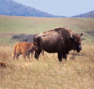 Catalina Island Buffalo